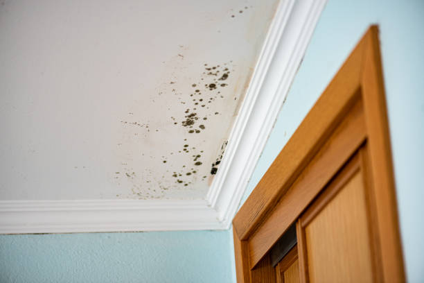 Mold Testing and Removal in Hartford, SD