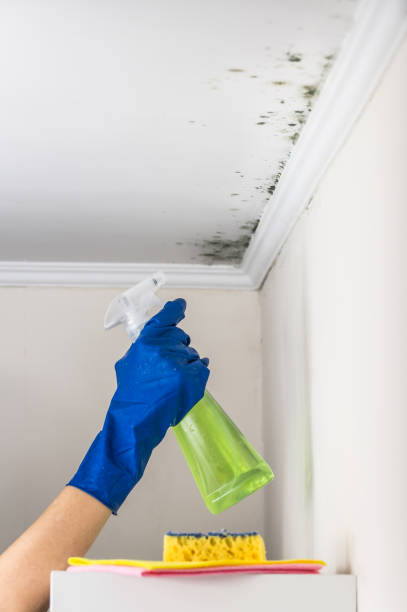 Best Fast Mold Removal  in Hartford, SD